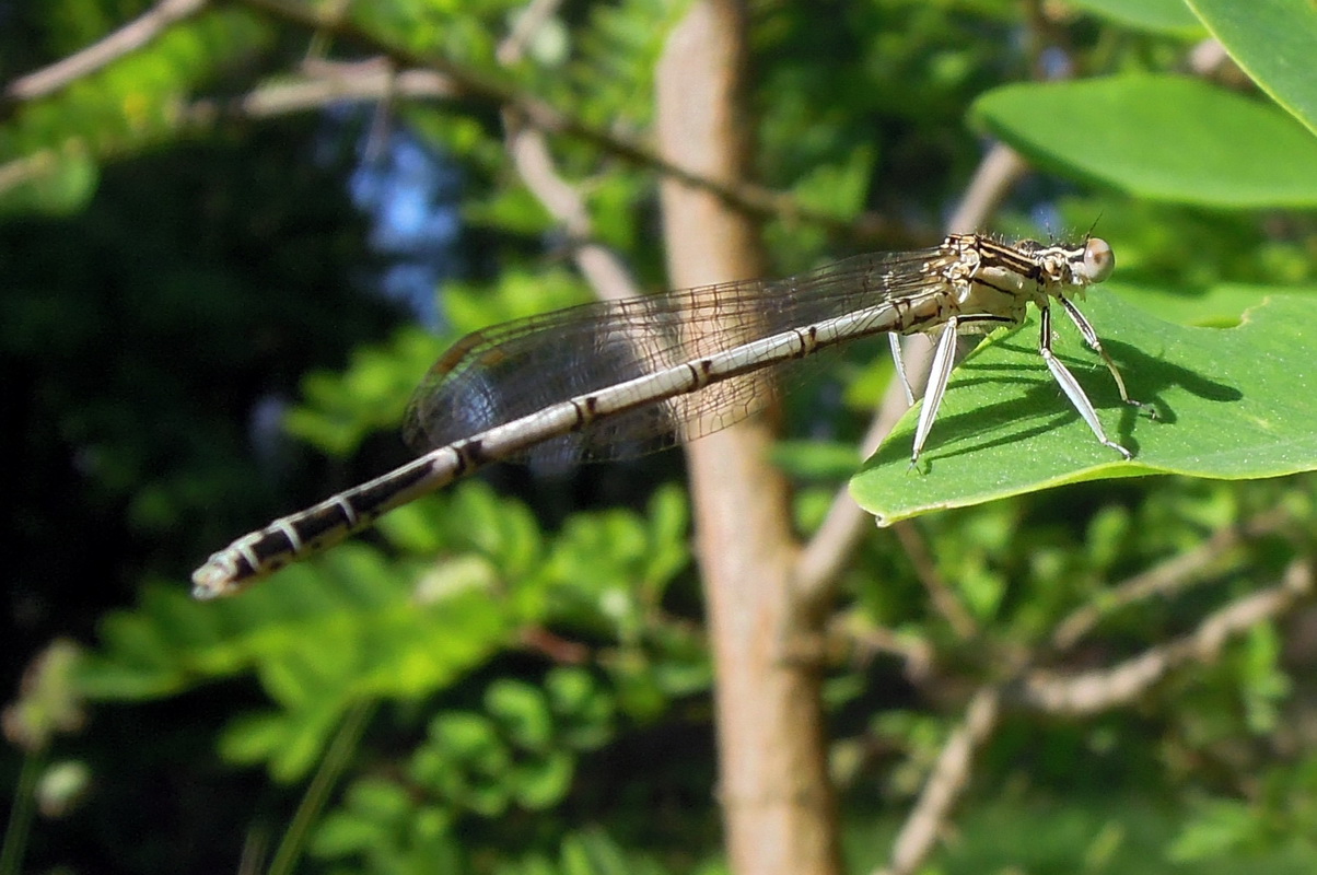 Platycnemis latipes ?? No, Platycnemis pennipes